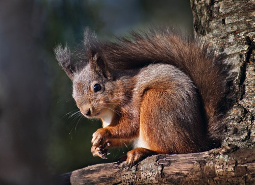 Red Squirrel 3.jpg